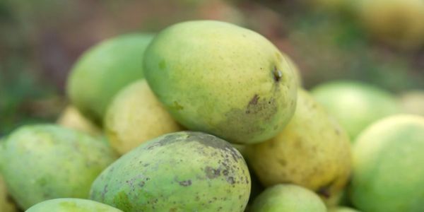 কেমিক্যালমুক্ত আম চেনার উপায়